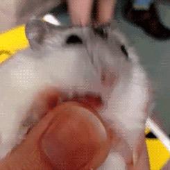 武汉仓鼠咬到小孩,小孩被小仓鼠咬伤