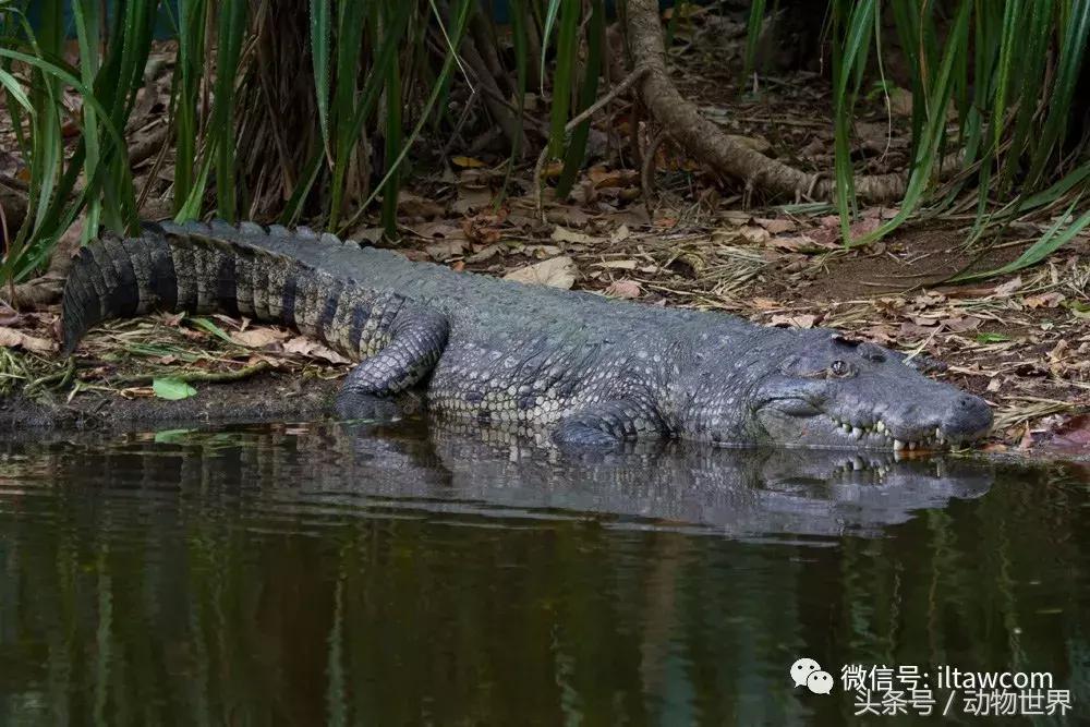 扬子鳄被称为古老的爬行动物,新生代爬行动物巨鳄