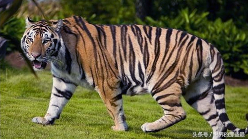 如果花豹和老虎一样大谁更厉害,老虎花豹单挑