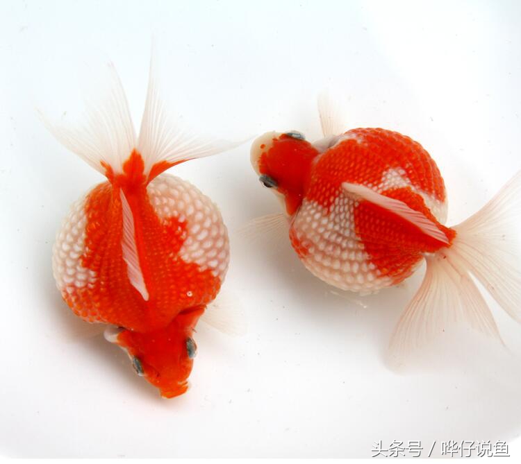 养宠物鱼的心法,新手养宠物健康知识