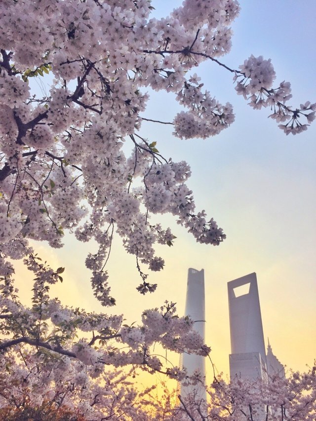 不用去日本不用去武汉就能看樱花,不用去日本也可以看到的风景