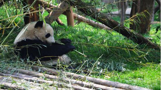 成都4天3晚吃货攻略,成都三天两晚美食
