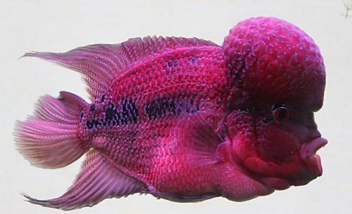 鸿运罗汉鱼饲养教程,罗汉鱼的饲养方法是什么