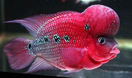 罗汉鱼饲养方法,金花罗汉鱼饲养技巧
