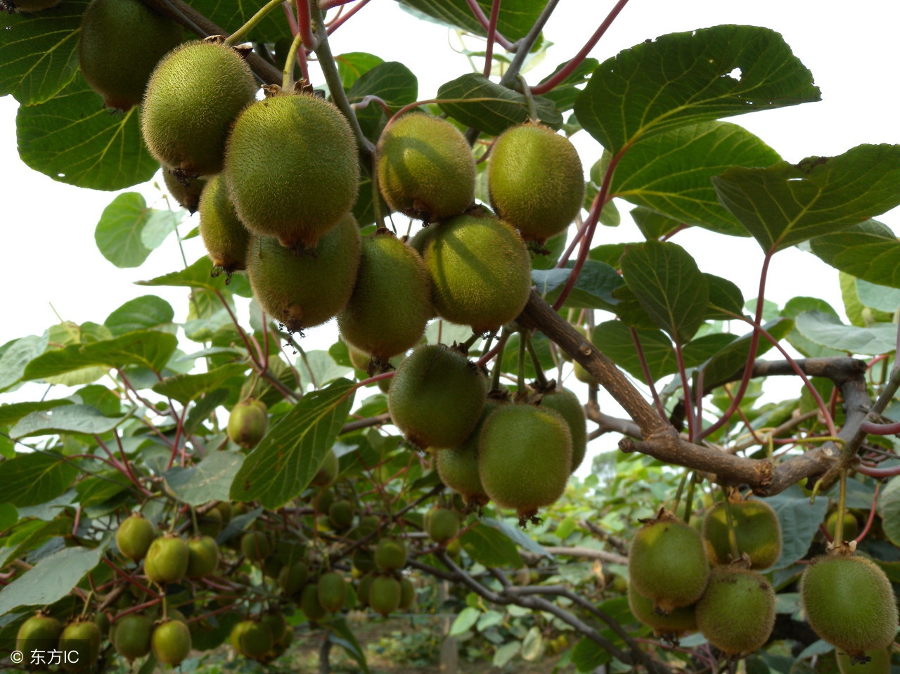 猕猴桃树伤流什么时候结束,猕猴桃伤流期发生溃疡怎么处理