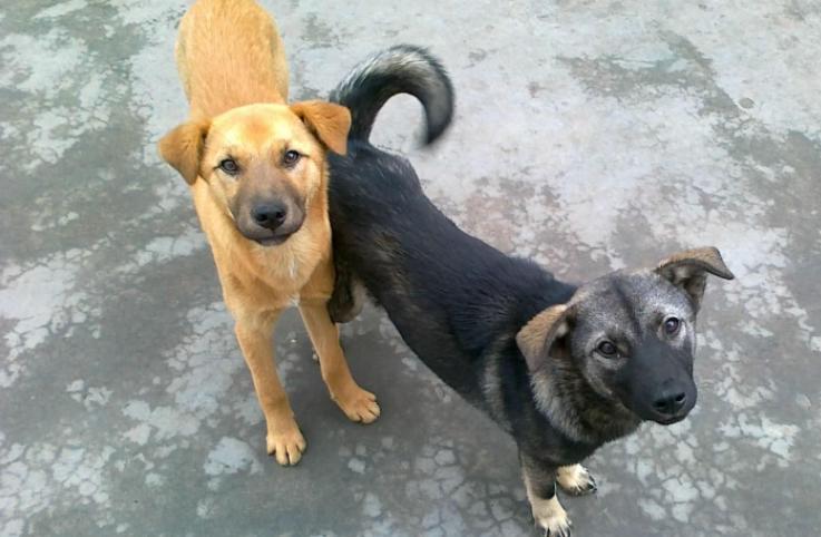 全世界公认的这几种狗狗最好看,十大最受欢迎的大型狗狗排名