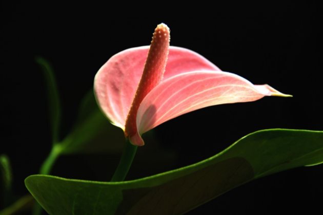 红掌枯萎怎么回事以及红掌花叶子枯萎怎么办