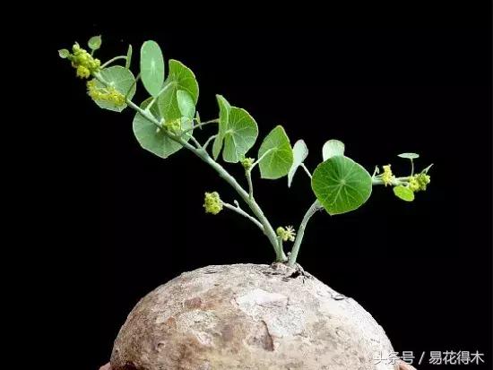 绿植山乌龟的养护方法有哪些,山乌龟的饲养方法与技巧