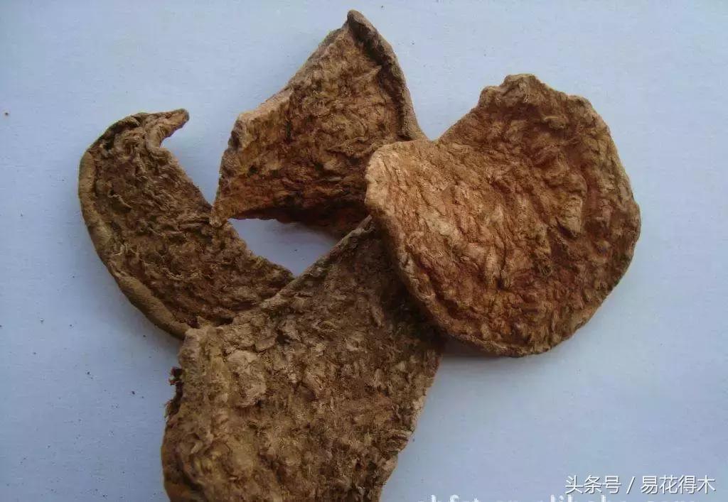 绿植山乌龟的养护方法有哪些,山乌龟的饲养方法与技巧