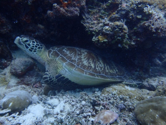 太平洋有名的海岛,太平洋岛国帕劳地理位置