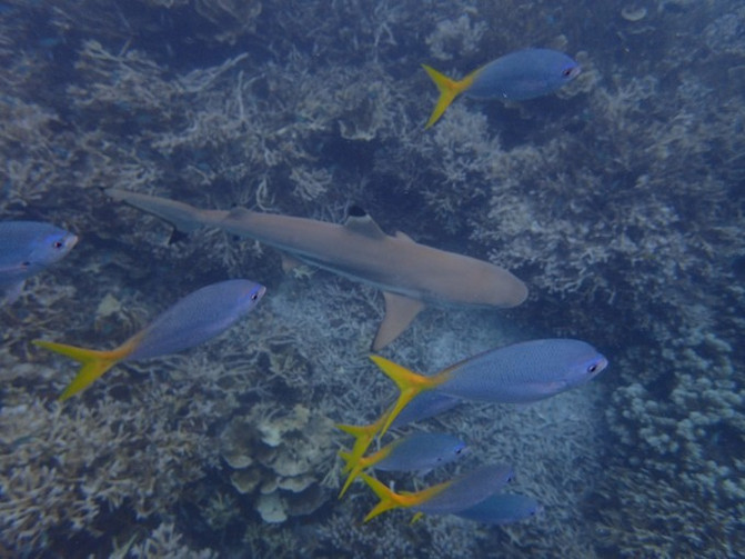 太平洋有名的海岛,太平洋岛国帕劳地理位置