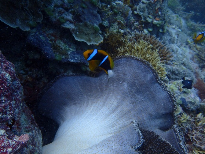太平洋有名的海岛,太平洋岛国帕劳地理位置