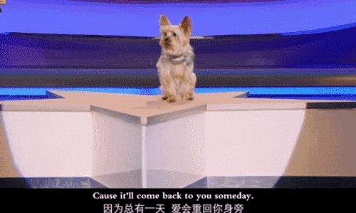 确认过的眼神是我想宠的人,确认过眼神是我想撩的灵魂