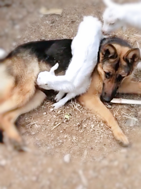 这不仅仅是一只牧羊犬，还是只会当“奶妈”的德牧