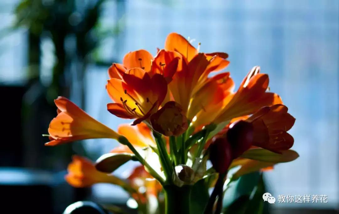 洋葱水可以浇君子兰吊兰绿萝吗,绿萝君子兰怎么养才能长得快