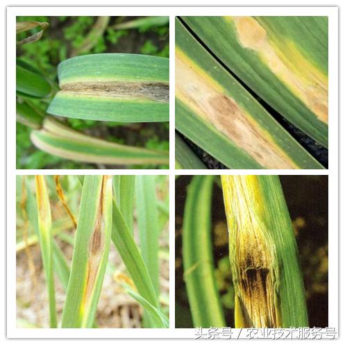 大蒜病虫害及防治办法,大蒜常见病虫害防治方案附高清图