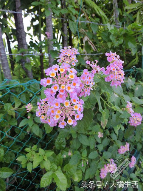 悠哉的沙巴行空气清新重要的是接机仅需1元