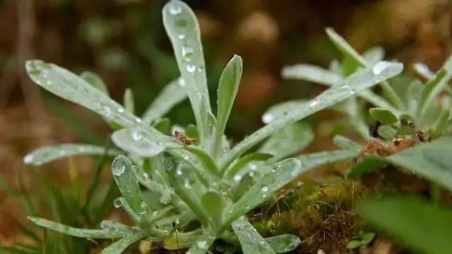 汕尾人吃薄饼有什么特殊意义吗,汕尾粿用什么做的