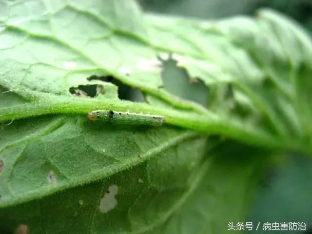 西瓜被虫咬怎么办,西瓜青虫用什么药打