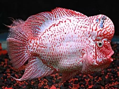 泰金罗汉鱼饲养教程,马骝罗汉鱼饲养方法