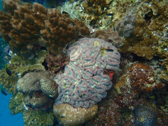 带着我的宝贝豆豆|一起去西太平洋上的海岛国家！