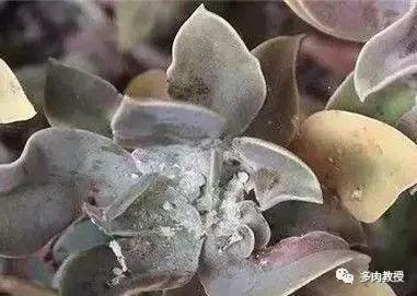多肉里面的白色虫子爬得很快,多肉小球玫瑰长绿色虫子怎么办
