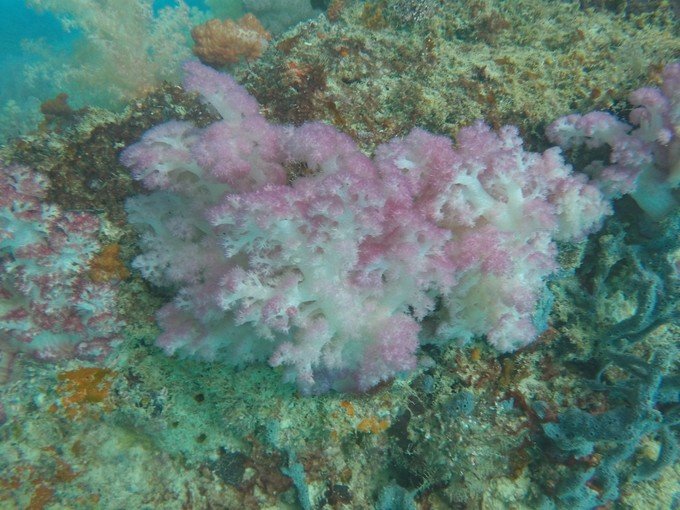 很少人知道的海岛国家！帕劳