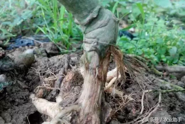 百香果最难治的病害是什么病,百香果的常见疾病