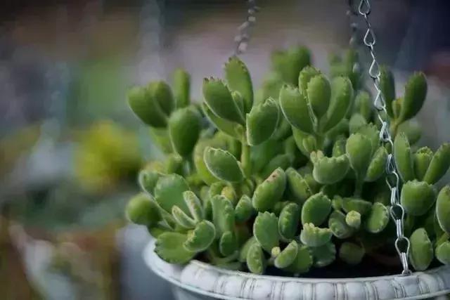 春来花自青秋至叶飘零原文解释,春来花自青秋至叶飘零出自哪里