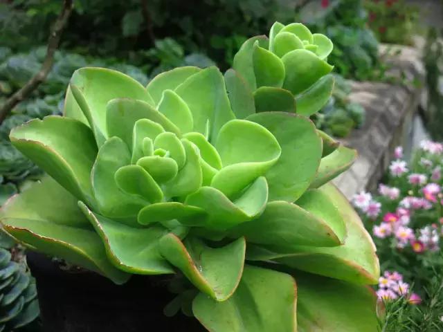 春来花自青秋至叶飘零原文解释,春来花自青秋至叶飘零出自哪里