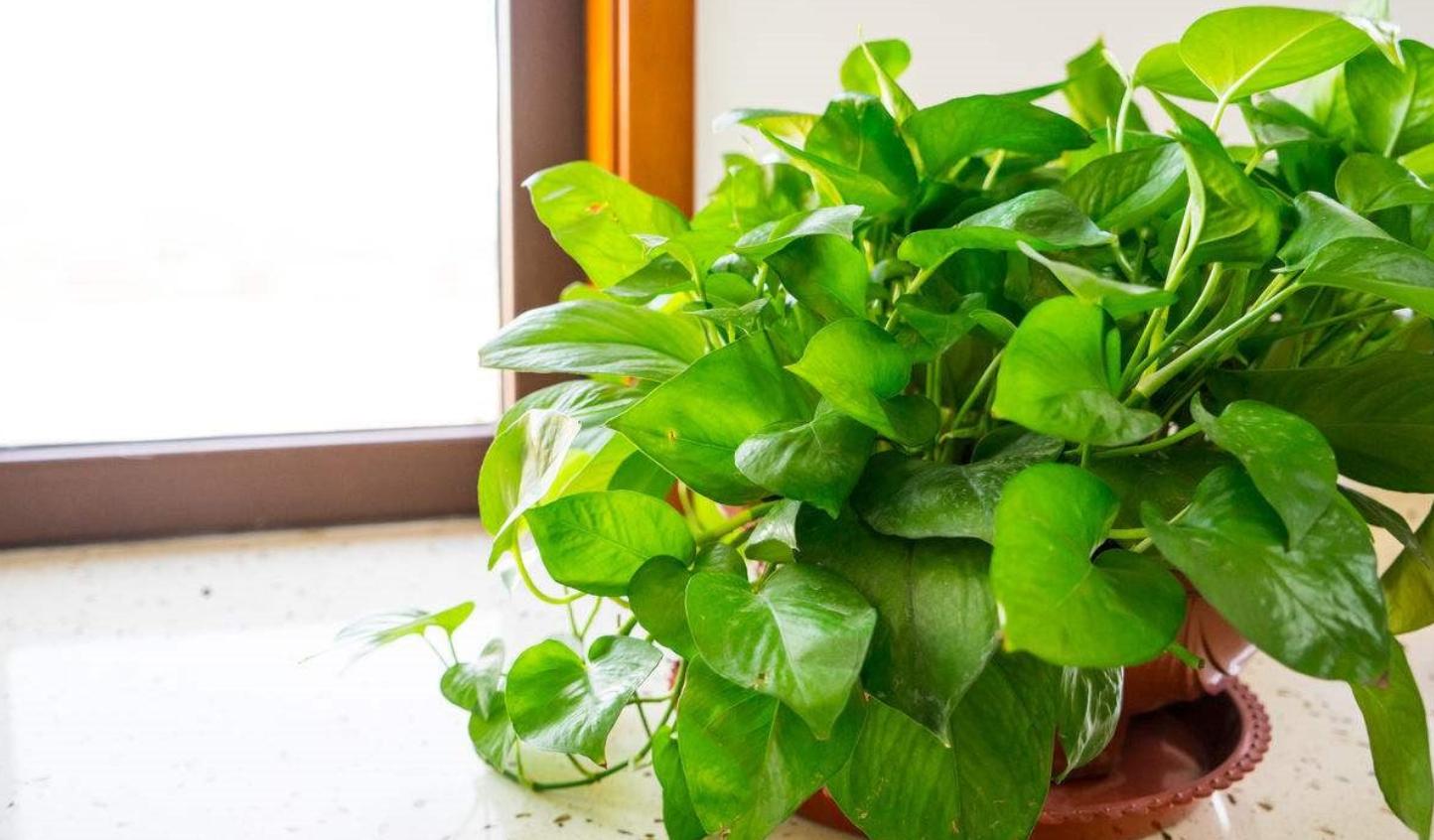 绿萝叶发黄绿萝多少时间浇一次水,绿萝叶子发黄快速补救方法水养的