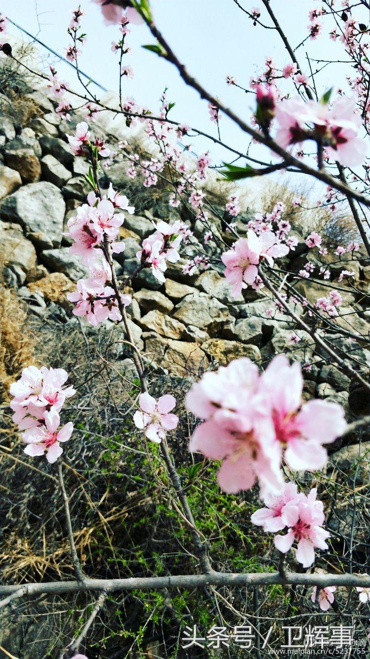 卫辉鲤鱼村道路两侧的千娇百媚……