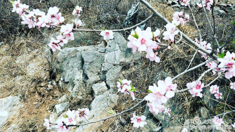 卫辉鲤鱼村道路两侧的千娇百媚……