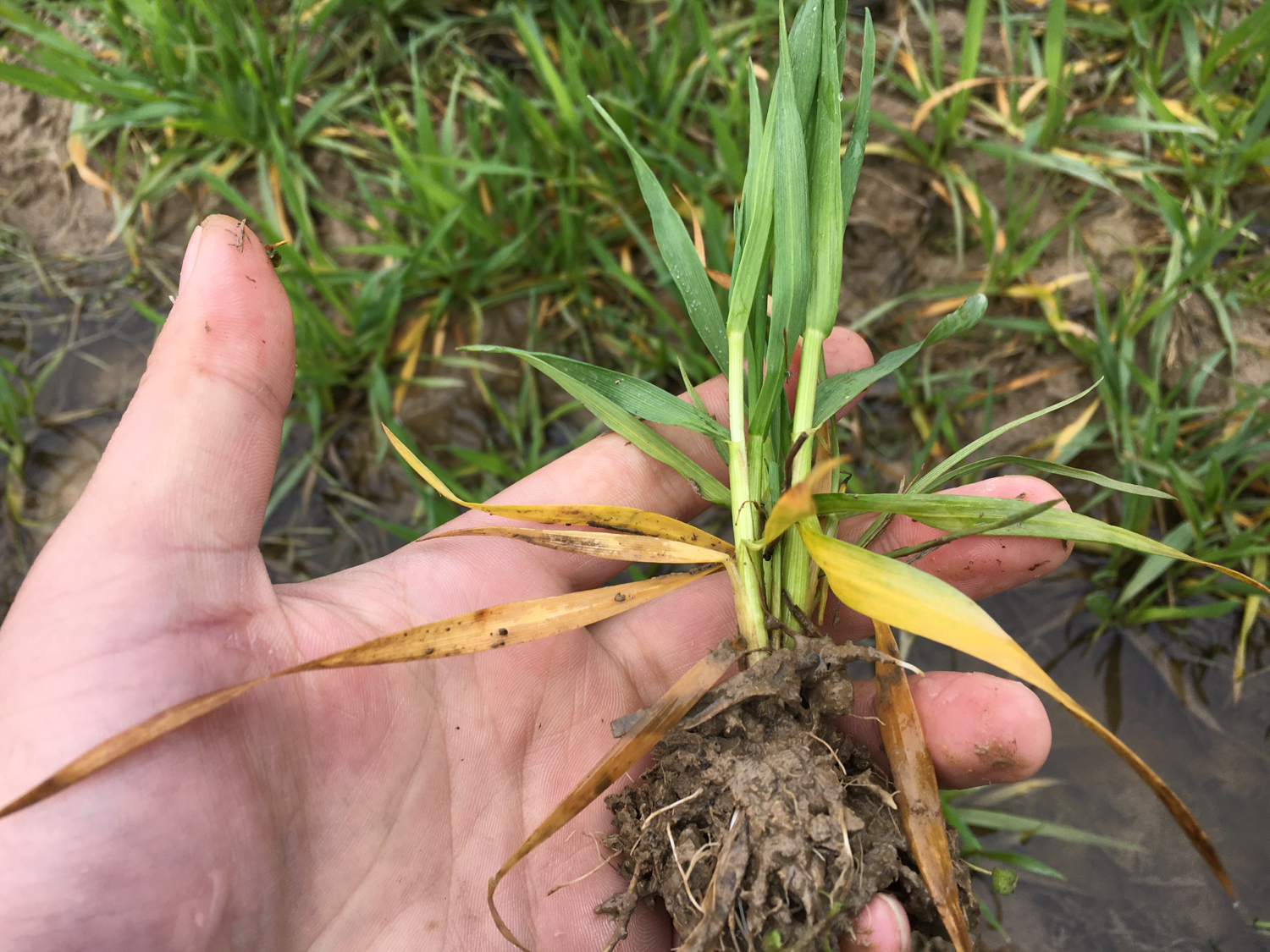 小麦除草剂药害怎么补救,小麦除草剂药害了怎么补救
