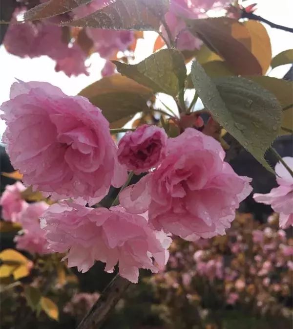 潼南赏花攻略全集,重庆赏花好去处潼南花岩梨花海