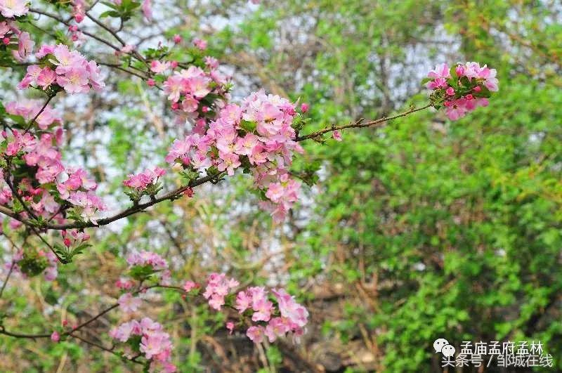 唯美中式风景,唯美花开美景图片