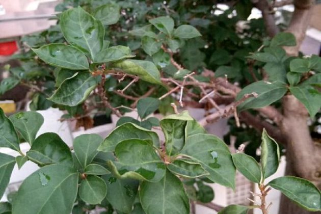 三角梅叶子卷起来怎么办,三角梅叶子变色卷曲褶皱