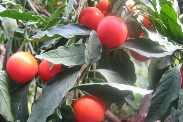 珊瑚豆叶发黄怎么办,珊瑚豆叶子发黄怎么回事