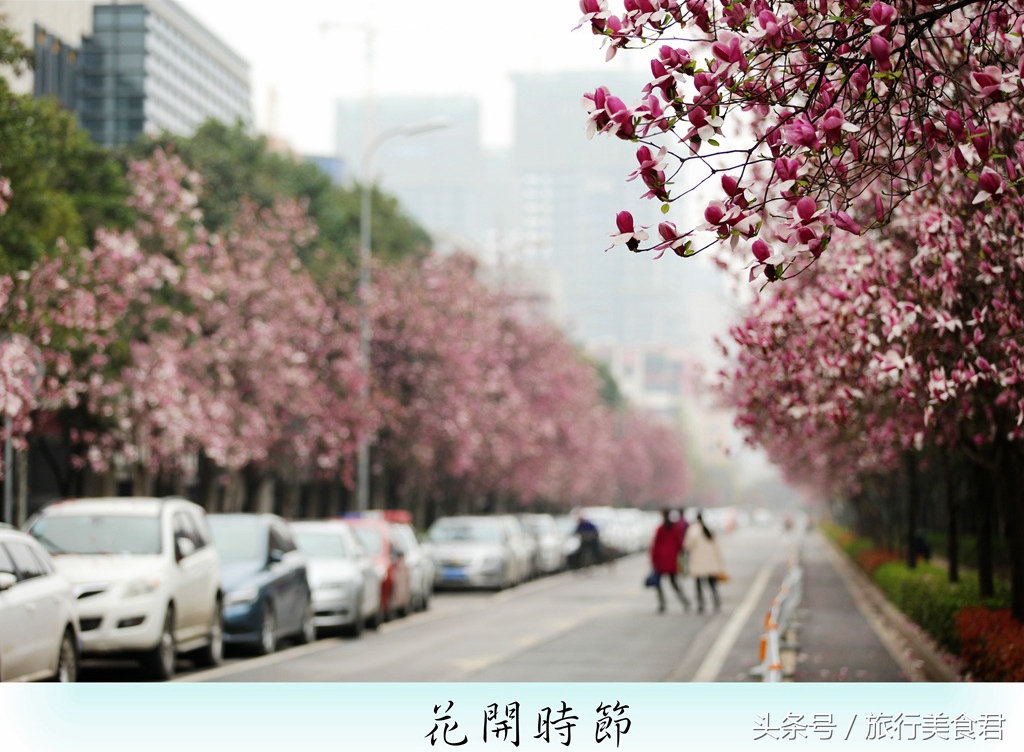 西安最美花路,西安哪条街花好看