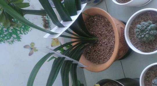 养君子兰注意此5点,养君子兰记住4点