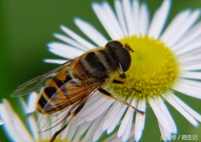 你生活中是苍蝇派还是蜜蜂派?
