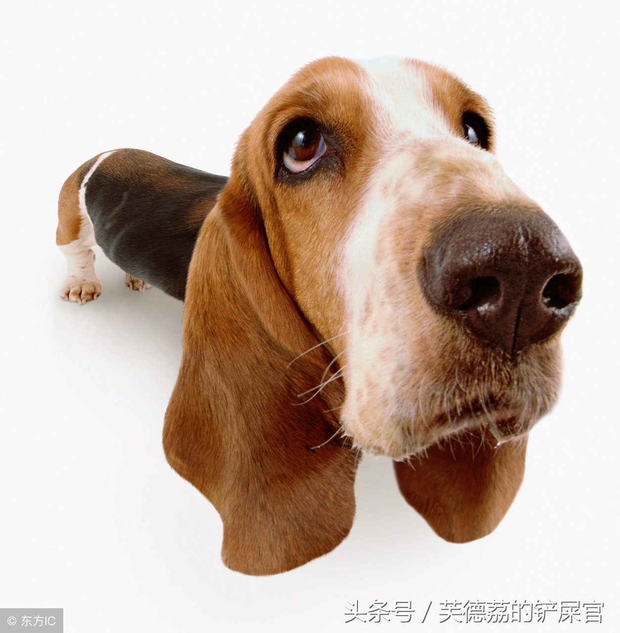 铲屎官的血泪史,新进铲屎官血泪史第一天