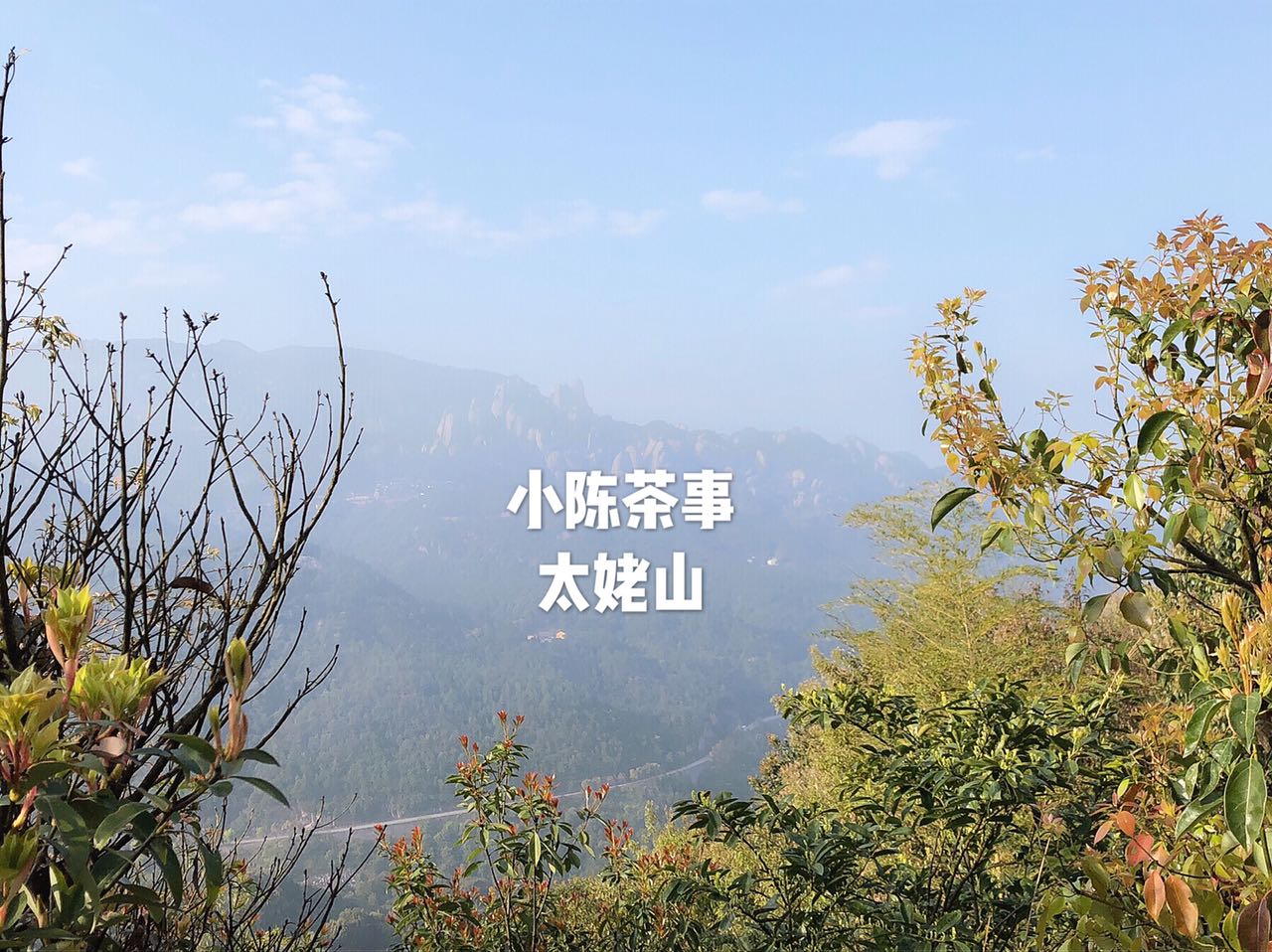 白茶泡好以后可以冷冻吗,白茶受潮要复焙吗