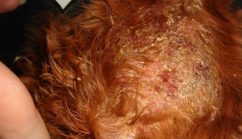 金毛不吃不喝是什么病,金毛细小病在家怎么治疗