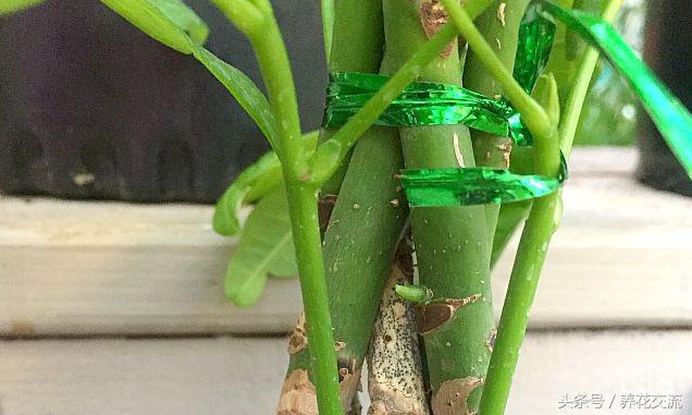 家里盆栽发财树叶子枯萎怎么养护,家里的发财树叶子枯萎怎么办