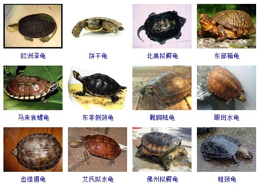 最完整的龟的种类图片大全,常见龟类品种大全图片及名称