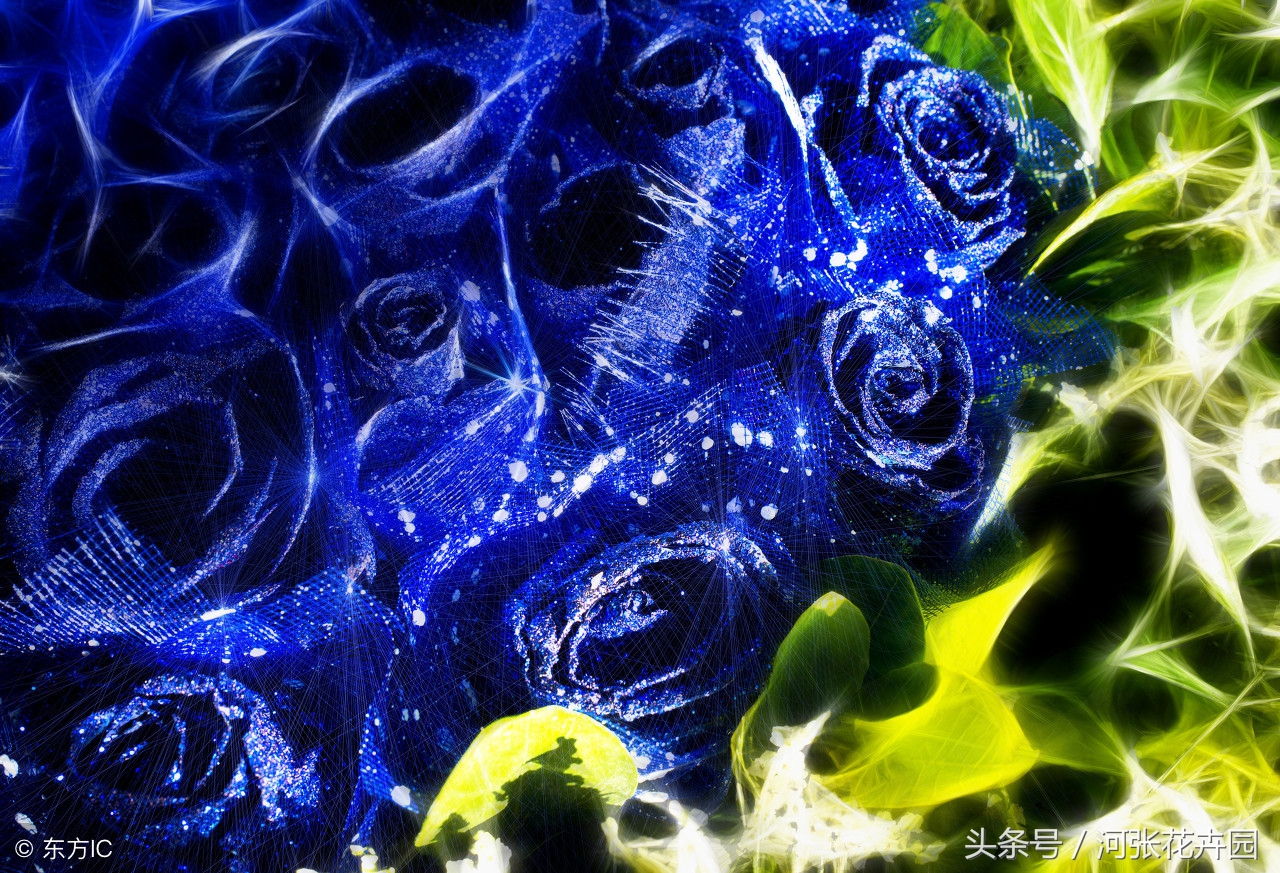 蓝玫瑰蓝色妖姬的花语及含义解析,蓝玫瑰的花语蓝色妖姬代表什么