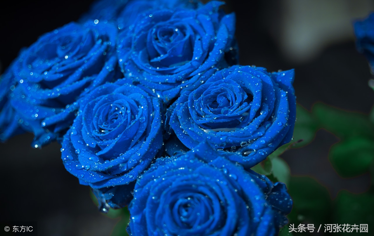 蓝玫瑰和红玫瑰有什么区别,蓝玫瑰蓝色妖姬的花语及含义解析