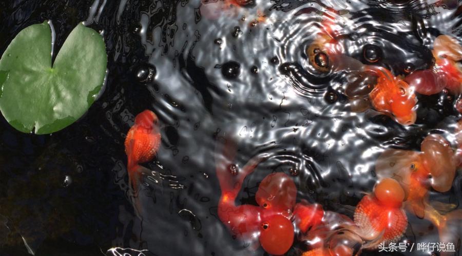 中国金鱼的寿命最长是多少年,中国金鱼文化发展史