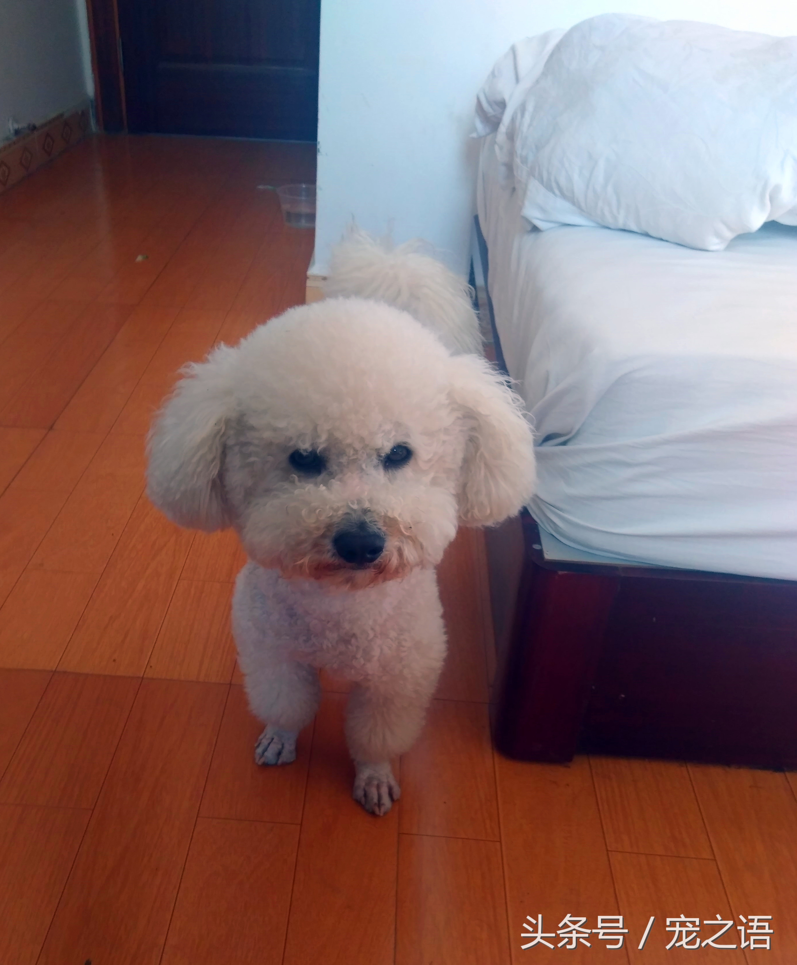 带着狗狗去旅行应该去哪儿,带着狗狗旅行不方便